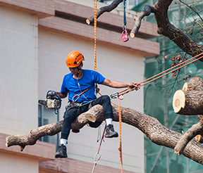A tree pruner fulfilling  CMMS safety protocols.