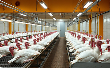 A turkey facility kept reliable by a CMMS.